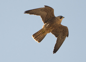 peregrine